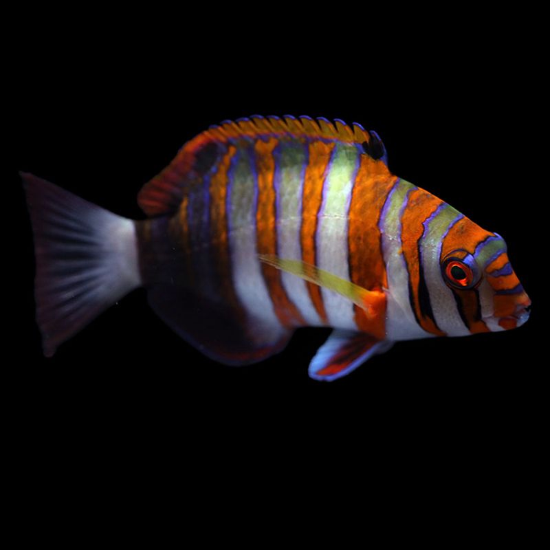 Curated visual reference: Custom Fish Only Tanks Reference: Wrasse Fish Only Tanks