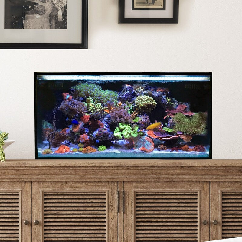 Innovative Marine NUVO FUSION 25 Lagoon Gallon Nano Reef Summer Project