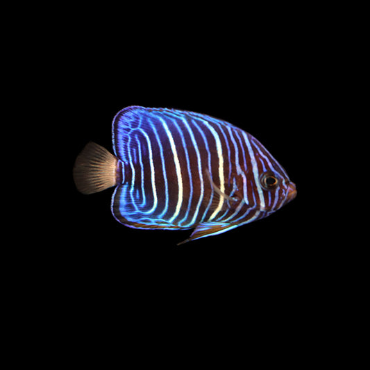 Annularis Angelfish (Pomacanthus annularis)