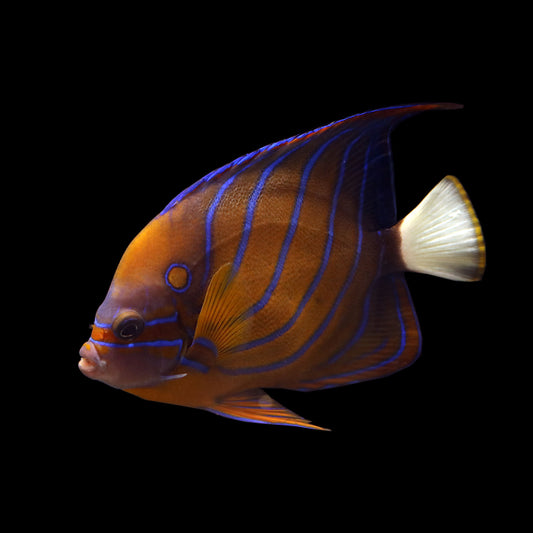 Annularis Angelfish (Pomacanthus annularis)