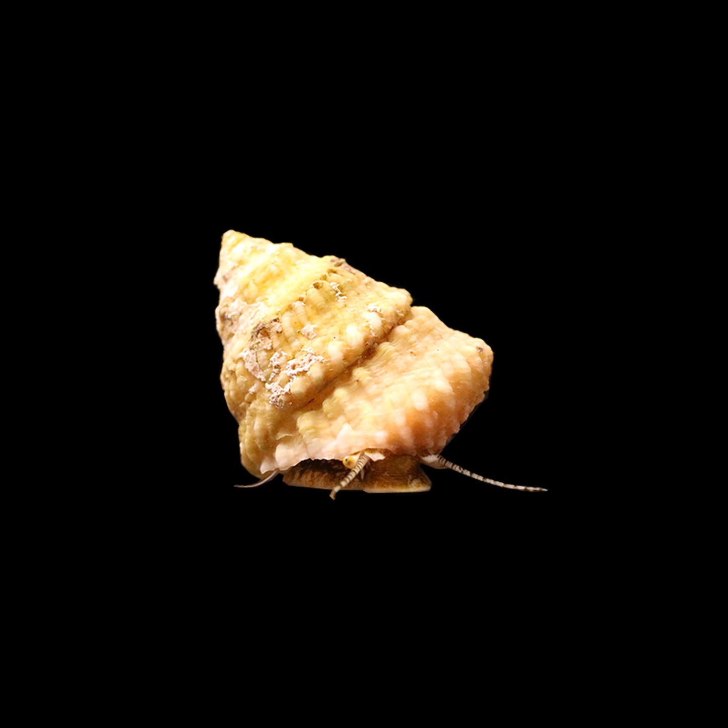 Astrea Snail (Astraea tecta)