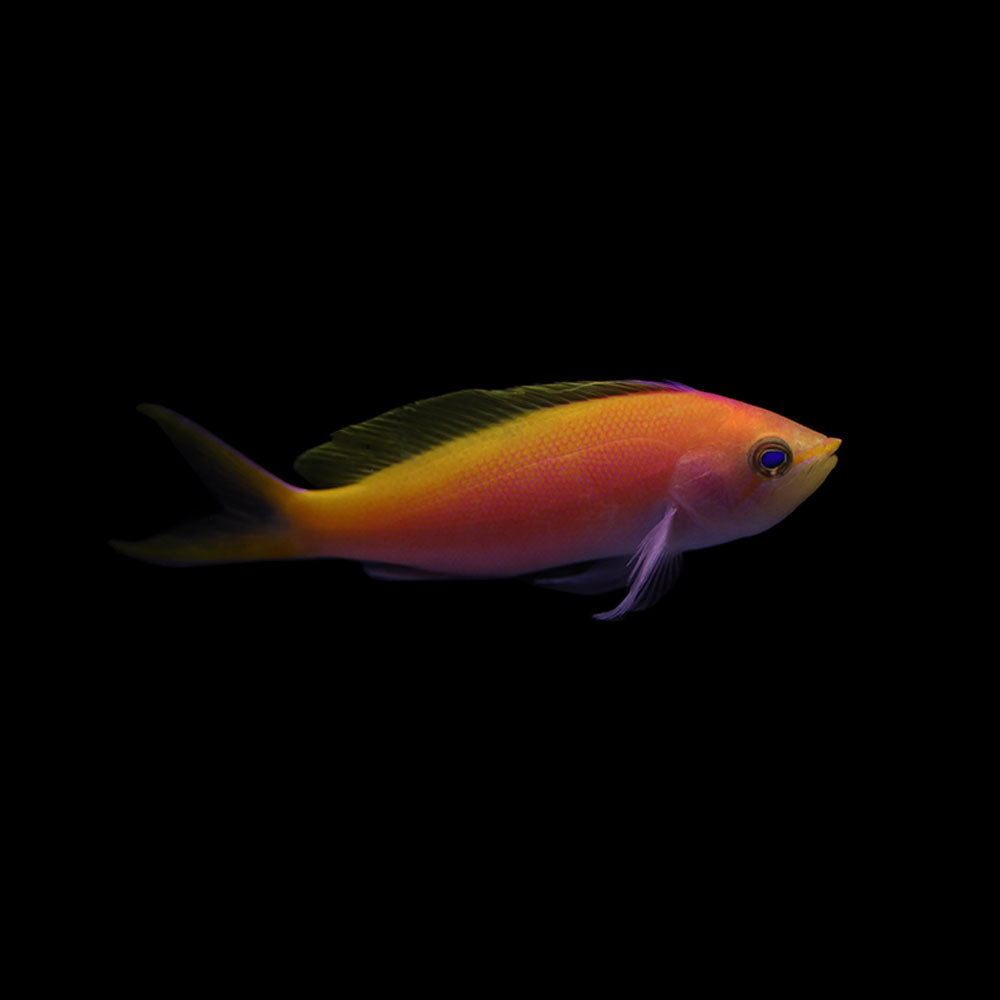 Bartlett's Anthias (Pseudanthias bartlettorum)