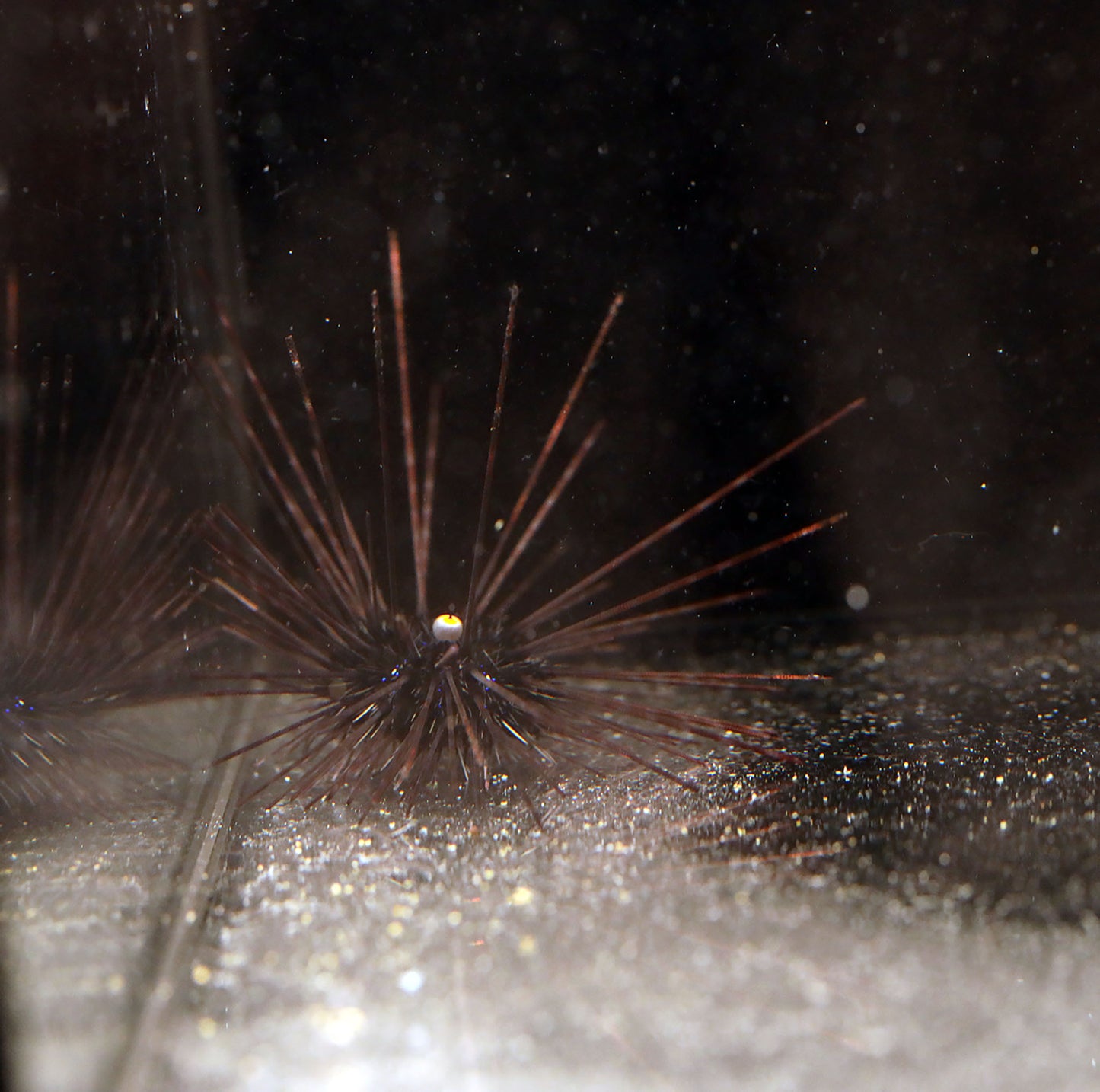 Black Longspine Urchin (Diadema setosum)