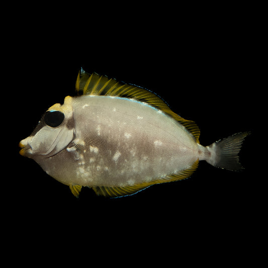 Blonde Naso Tang