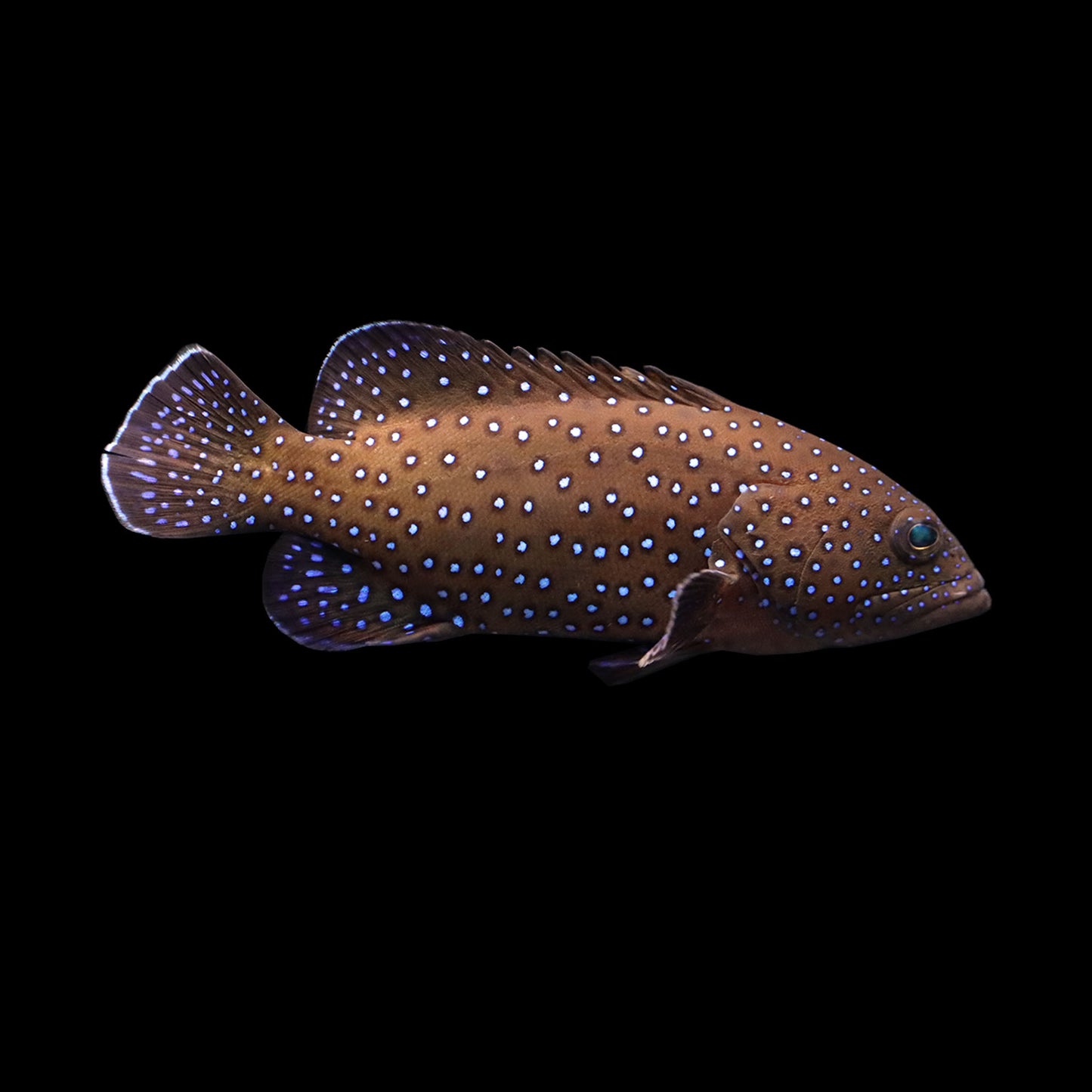 Blue Dot Grouper (Cephalopholis argus)