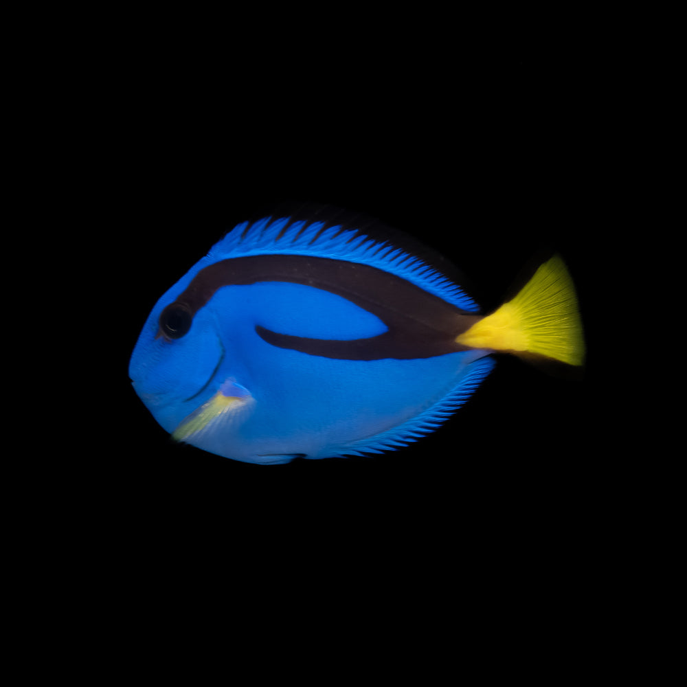 Blue Hippo Tang (Paracanthurus hepatus)