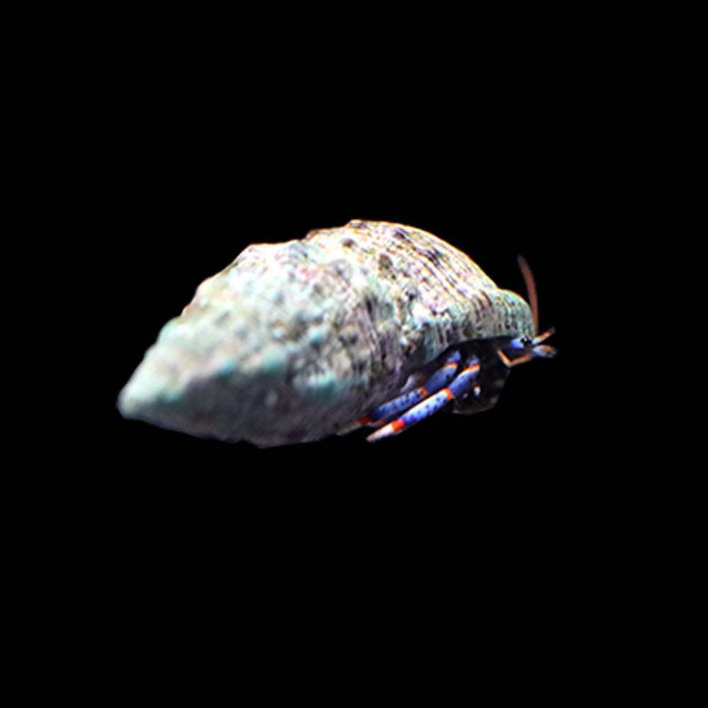 Blue Leg Hermit Crabs (Clibanarius tricolor) 10 Pack