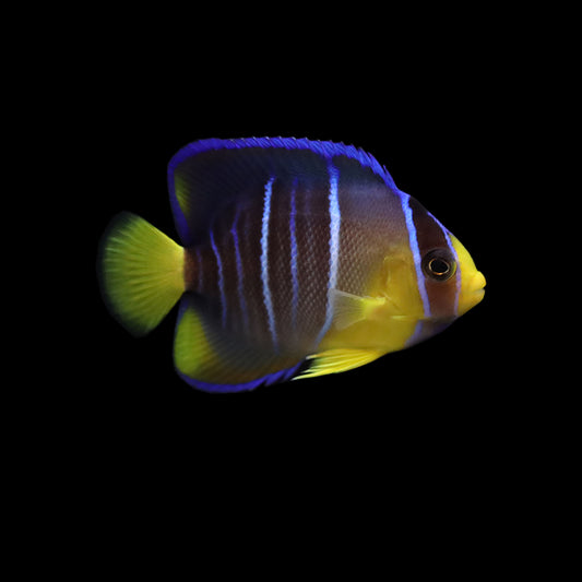 Blue Angel (Holacanthus isabelita)