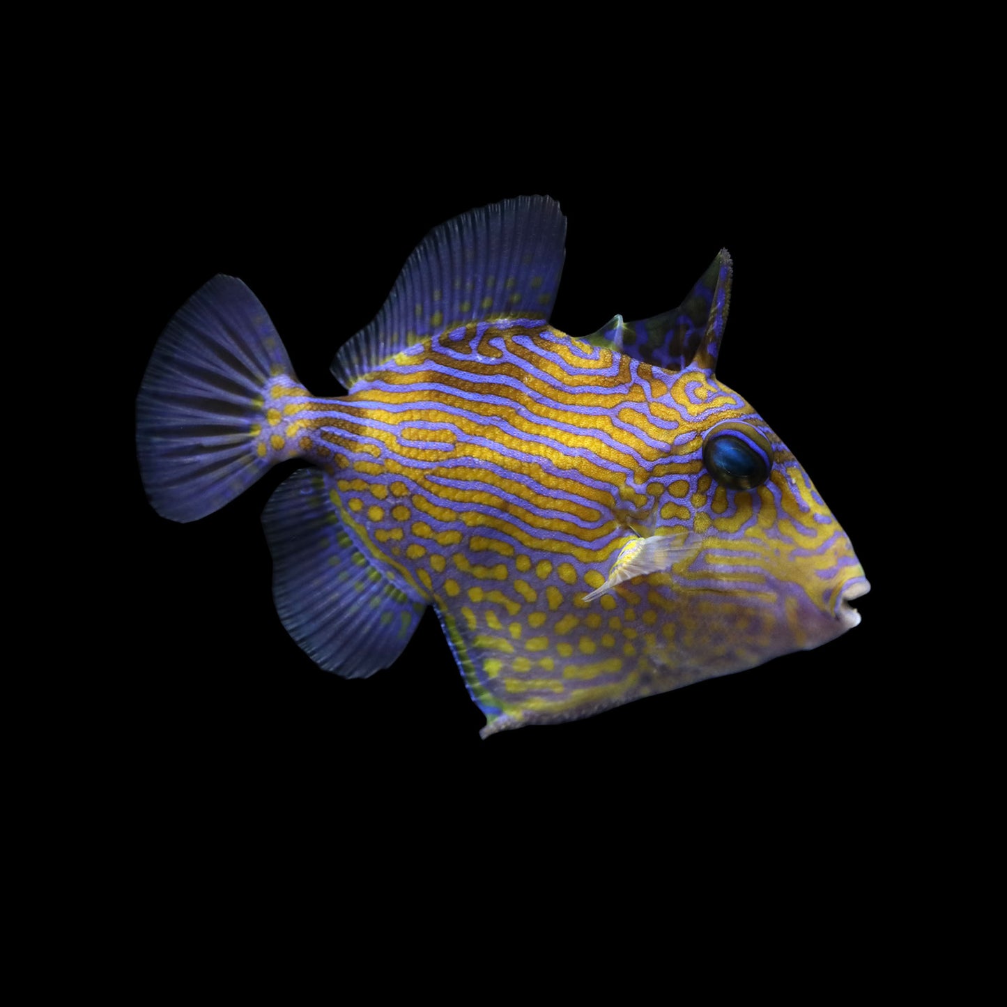 Blueline Triggerfish (Pseudobalistes fuscus)