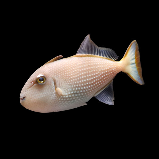 Blue Throat Triggerfish (Xanthichthys auromarginatus)