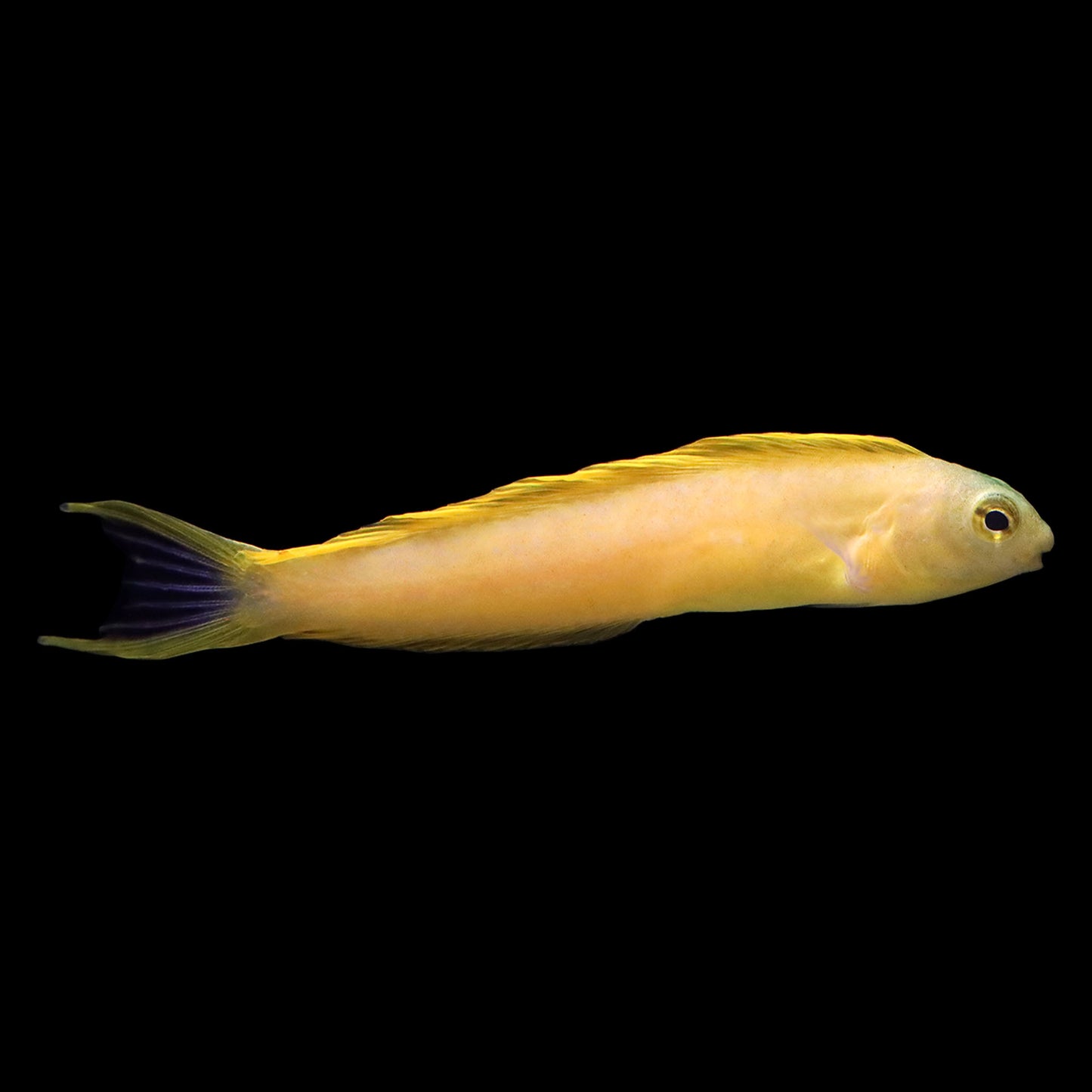 Canary Blenny (Meiacanthus oualanensis)