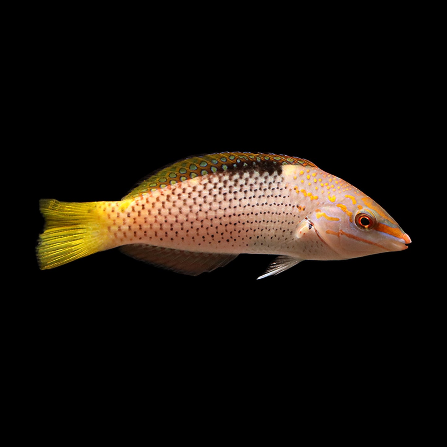 Checkerboard Wrasse (Halichoeres hortulanus)