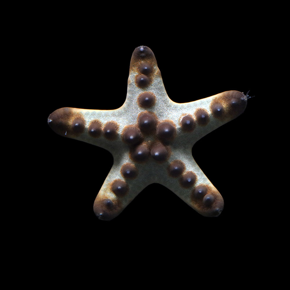 Chocolate Chip Starfish (Protoreaster nodosus)