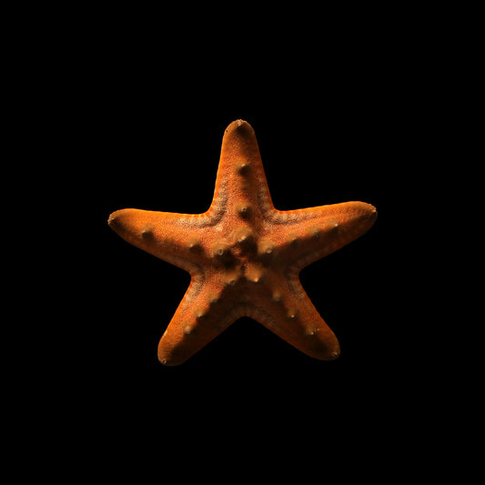 Chocolate Chip Starfish (Protoreaster nodosus)