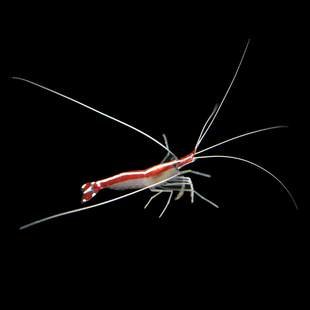 Cleaner Shrimp (Lysmata amboinensis) LOW AVAILABILITY