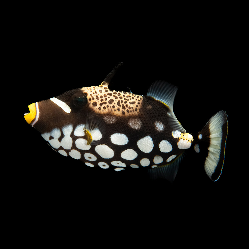 Clown Triggerfish (Balistoides conspicillum)