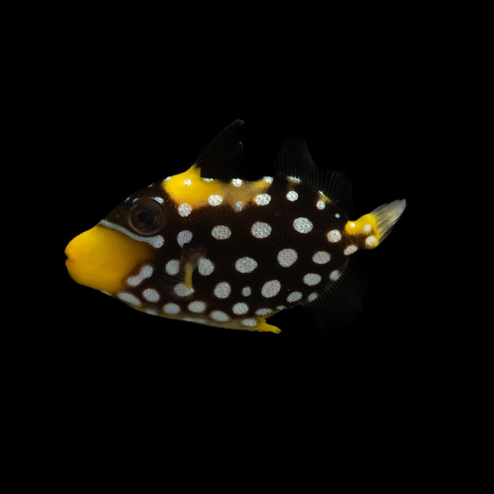 Clown Triggerfish (Balistoides conspicillum)