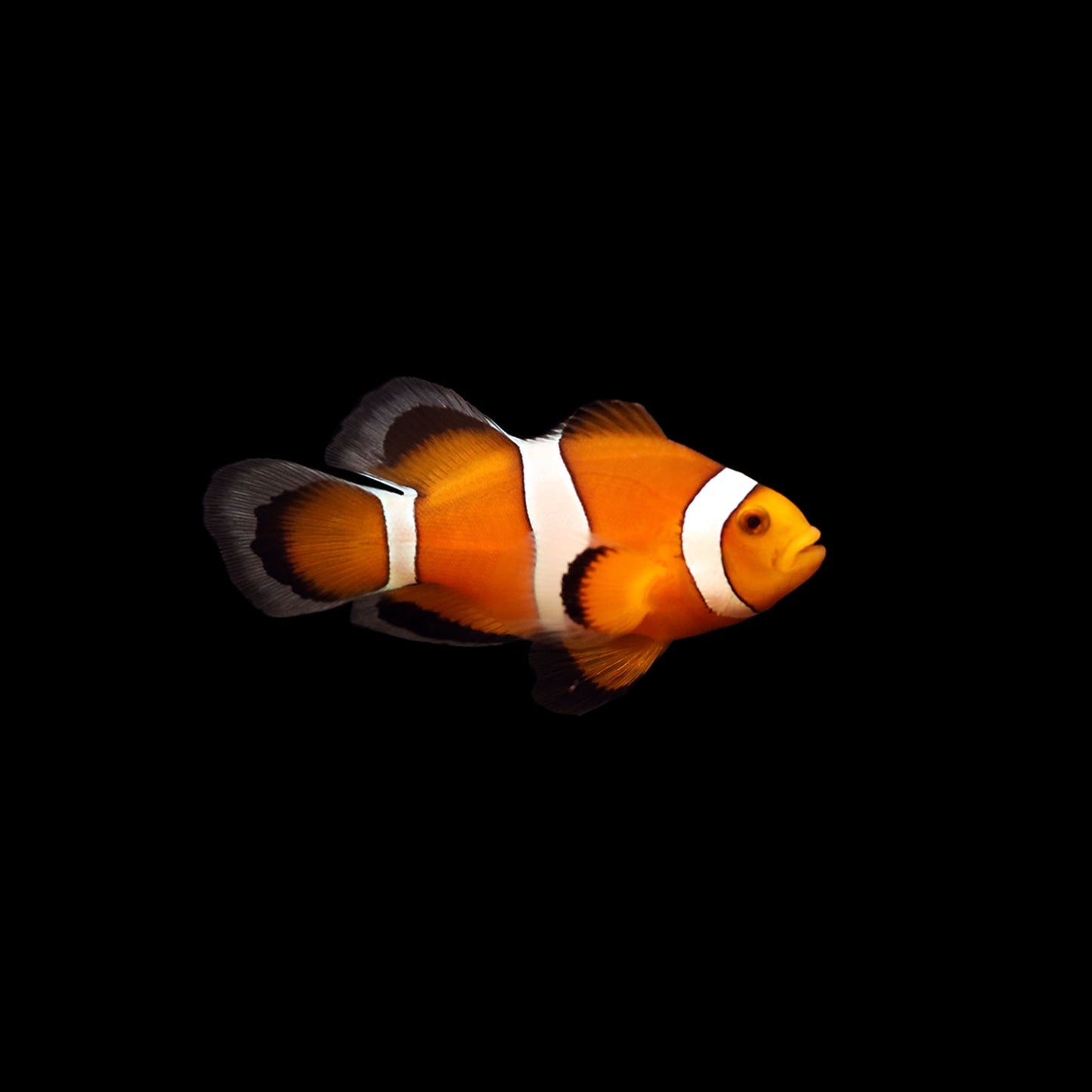 Mocha Longfin Clownfish (Amphiprion ocellaris)
