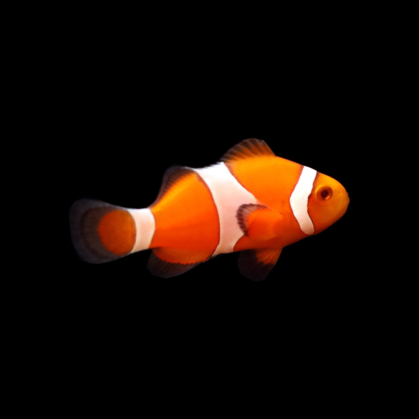 Tangerine Albino Clownfish (Amphiprion ocellaris)
