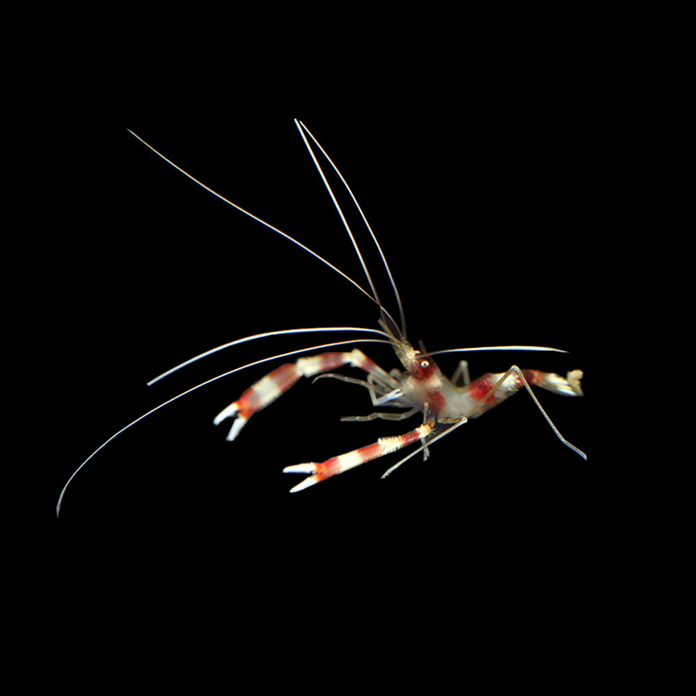 Coral Banded Shrimp (Stenopus hispidus)