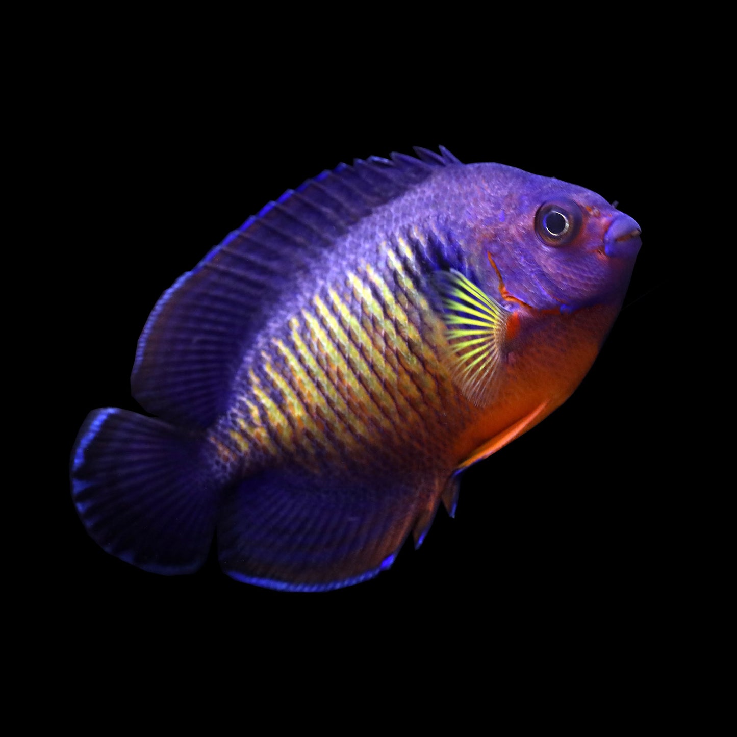 Coral Beauty Angelfish (Centropyge bispinosa)