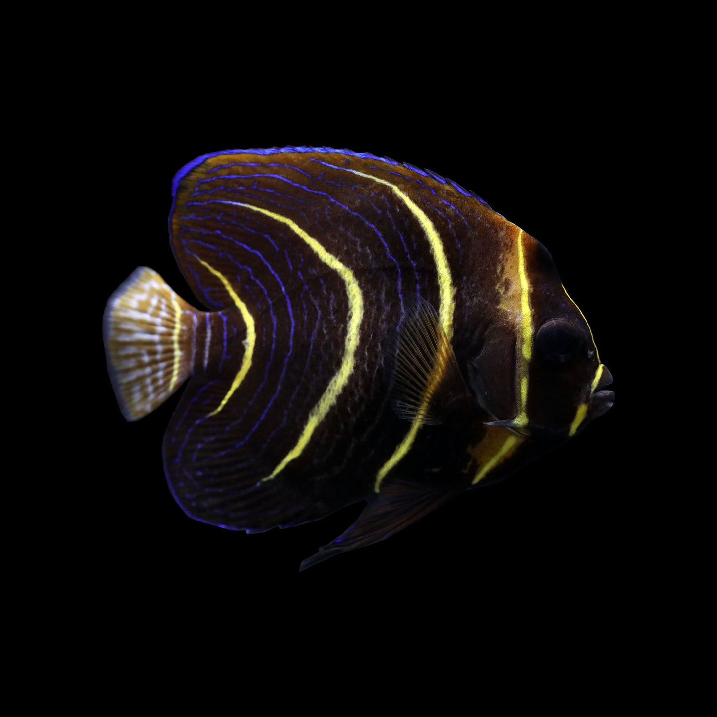 Cortez Angelfish (Pomacanthus zonipectus)