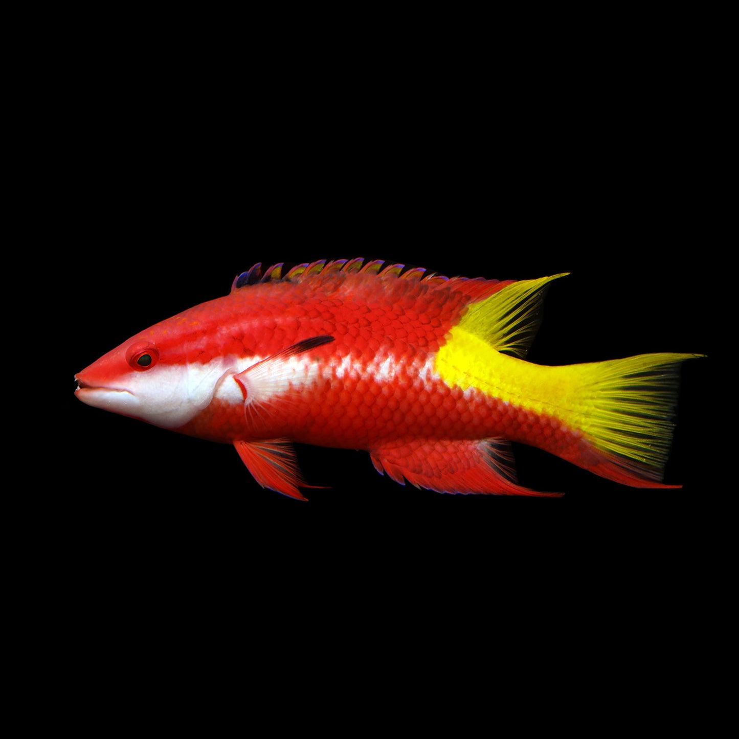 Cuban Hogfish (Bodianus pulchellus)