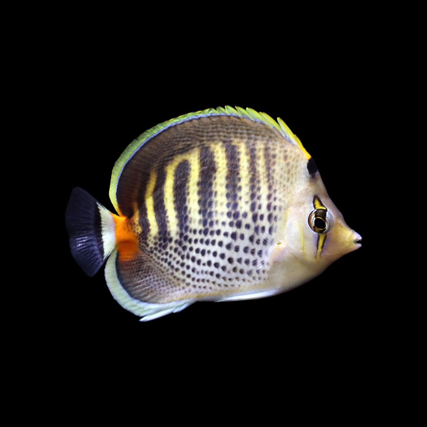 Dot Dash Butterfly (Chaetodon punctatofasciatus)