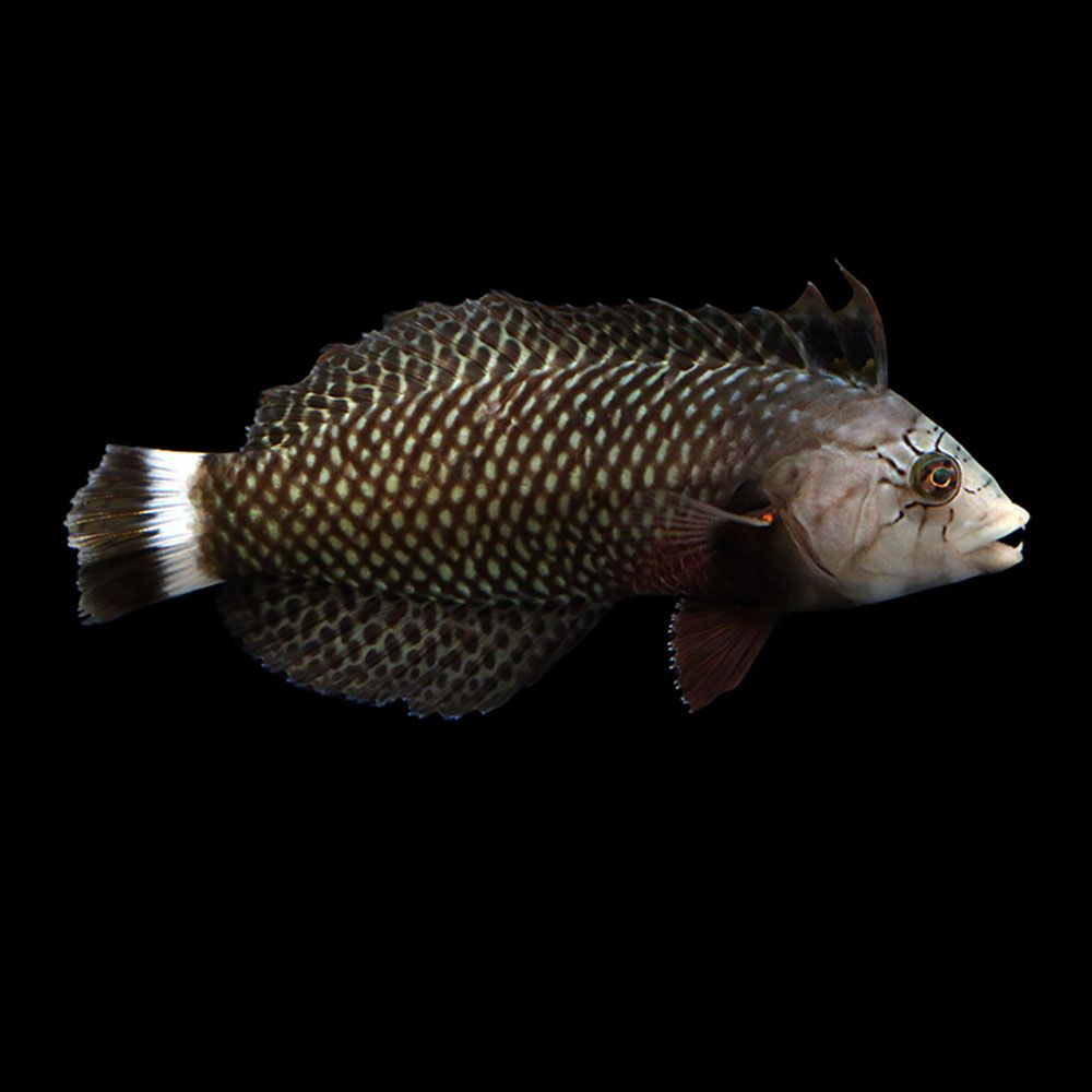 Dragon Wrasse (Novaculichthys taeniourus)