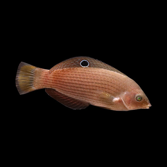 Dusky Wrasse (Halichoeres marginatus)