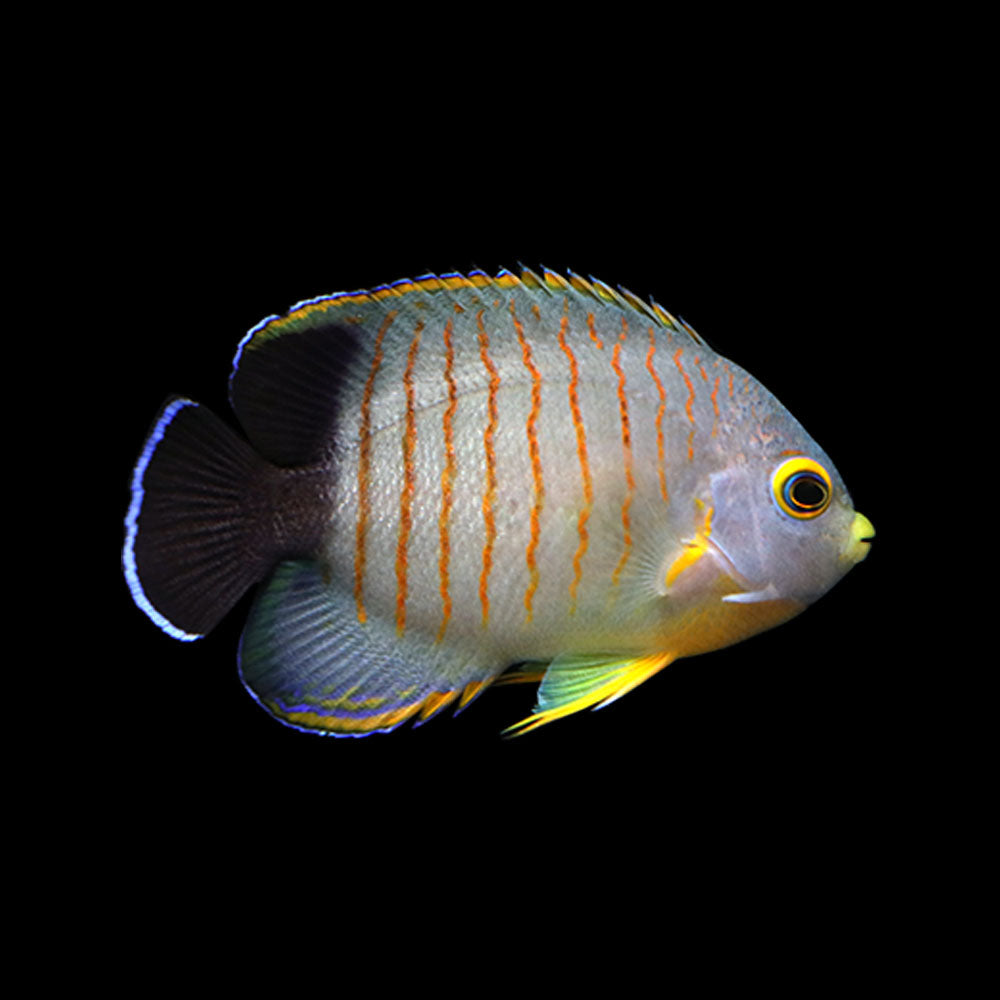 Eibl's Angel (Centropyge eibli)