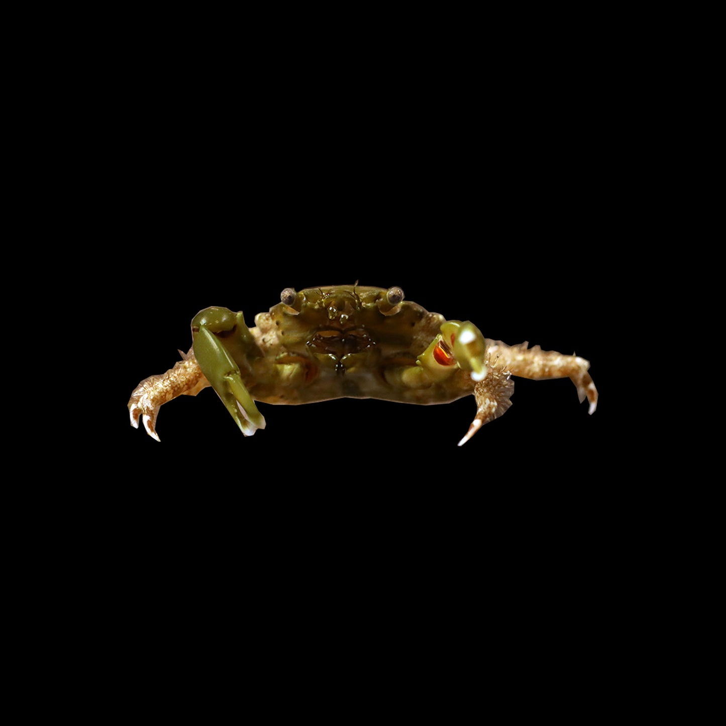 Emerald Crabs (Mithraculus sculptus)