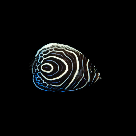 Emperor Angelfish