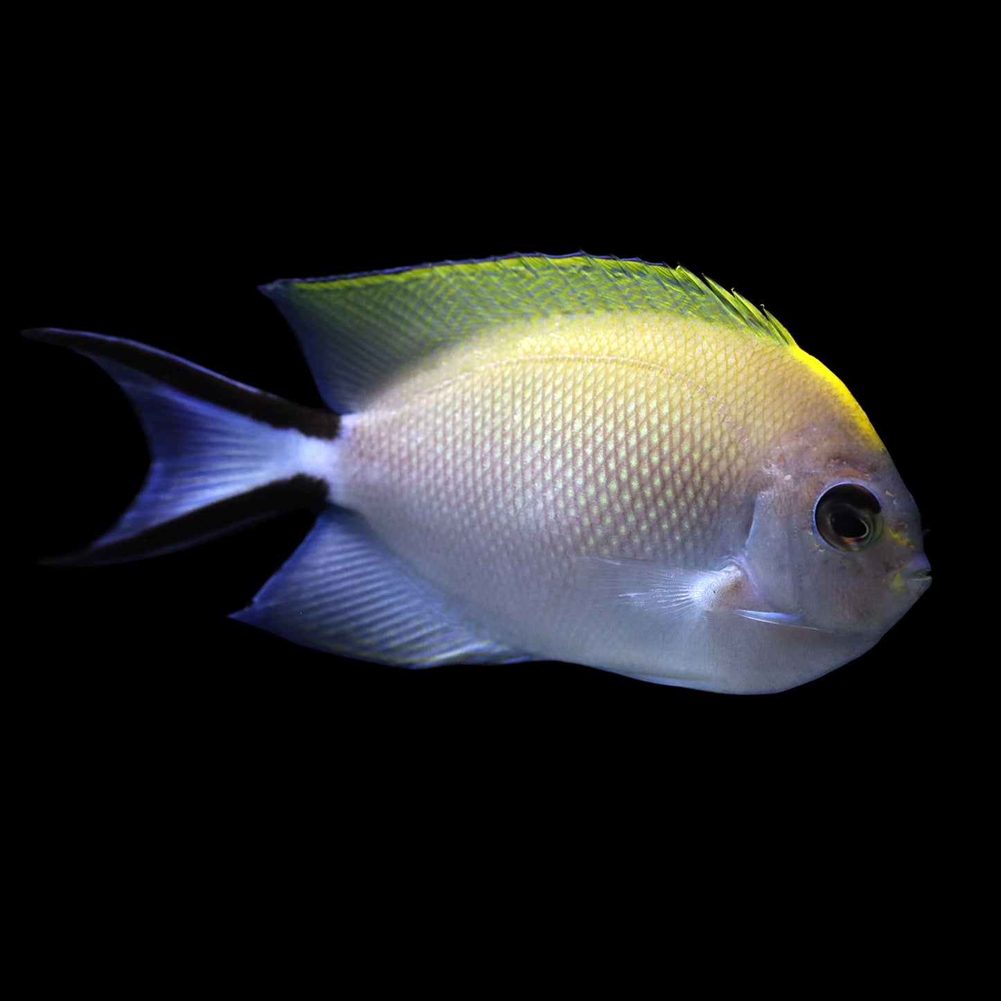 Swallowtail Angelfish (Genicanthus melanospilos)