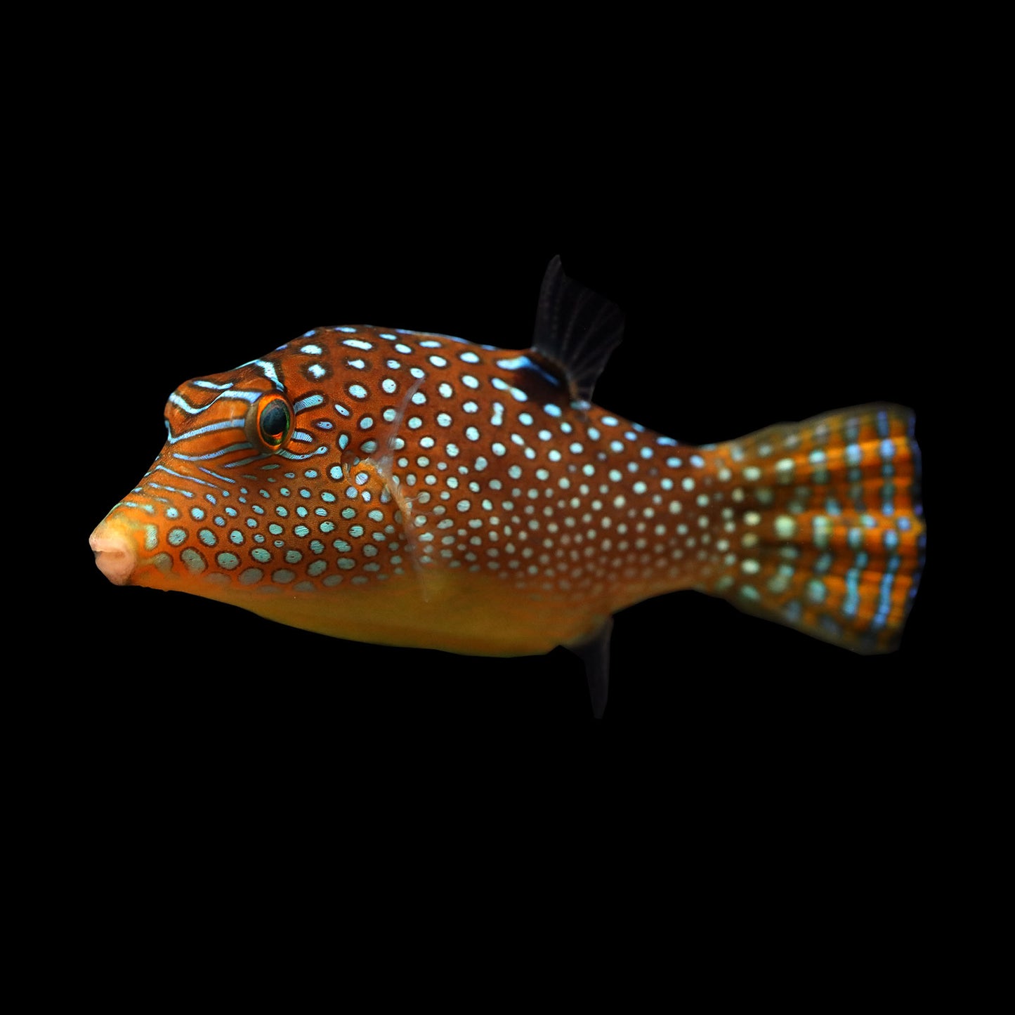 Fiji Orange Tail Puffer (Canthigaster janthinoptera)