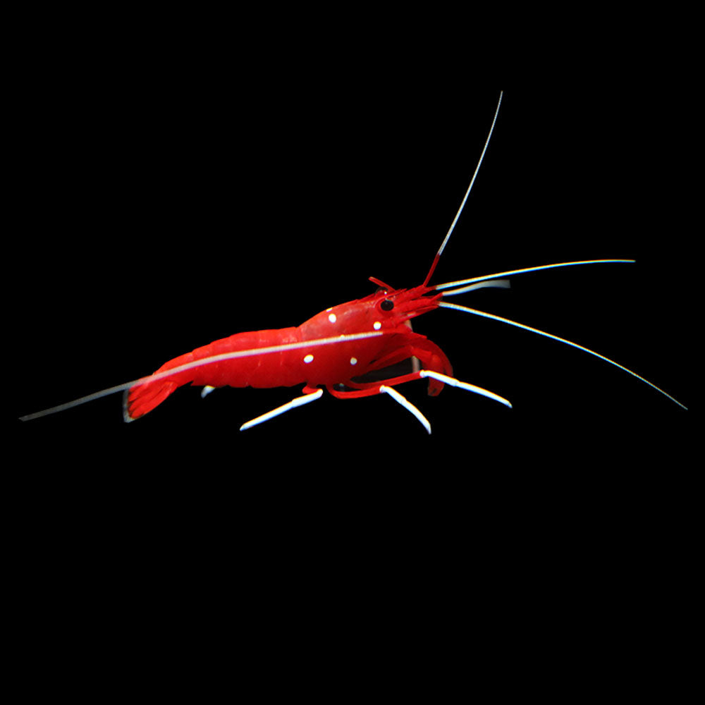 Fire Shrimp (Lysmata debelius)
