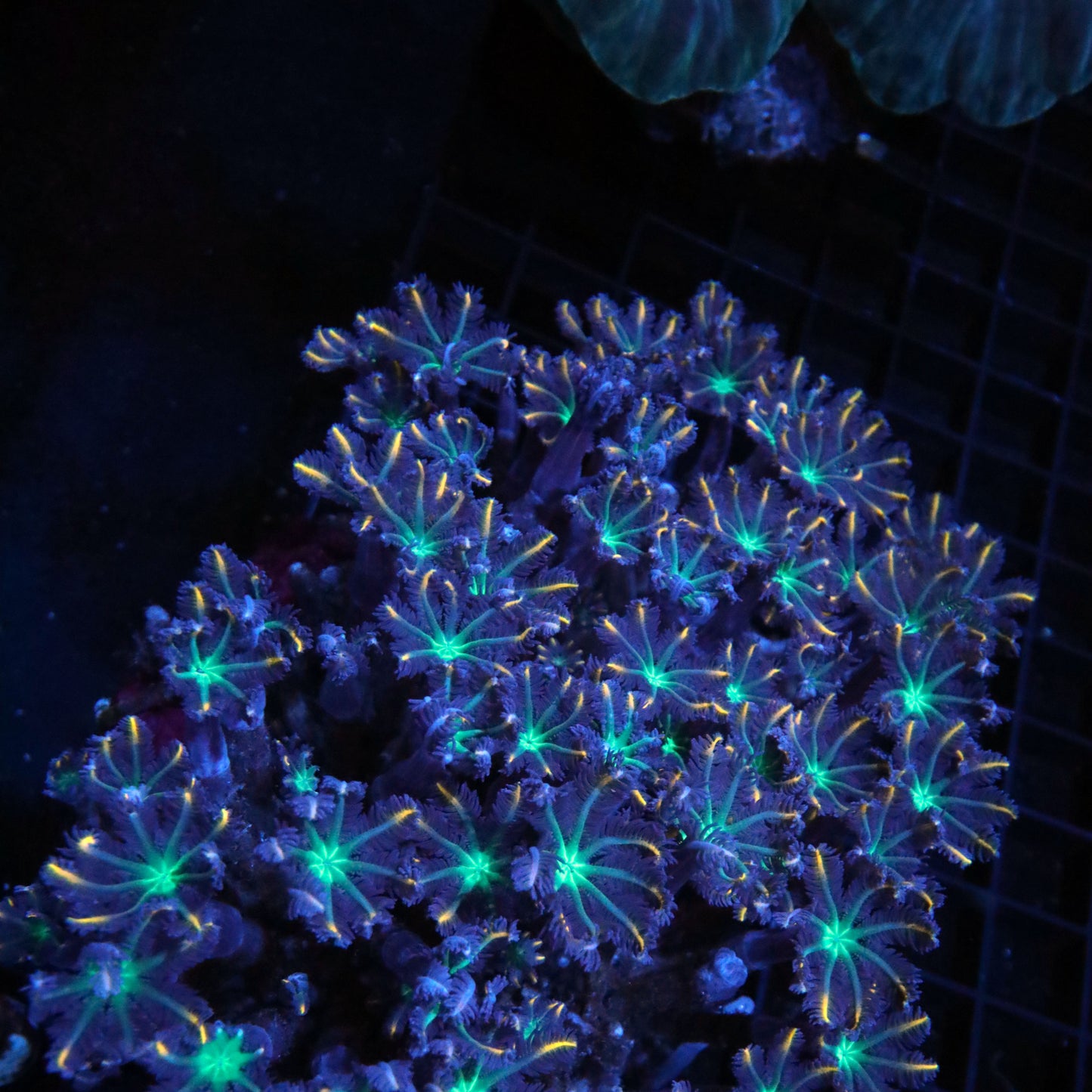 Firework Clove Polyp Colony