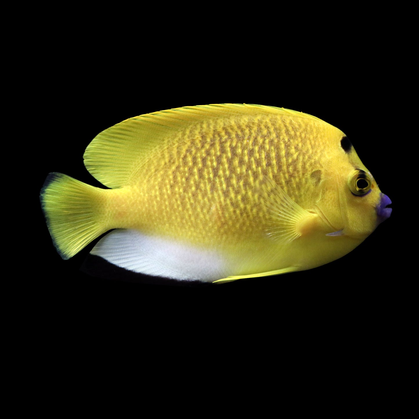 Flagfin Angelfish (Apolemichthys trimaculatus)
