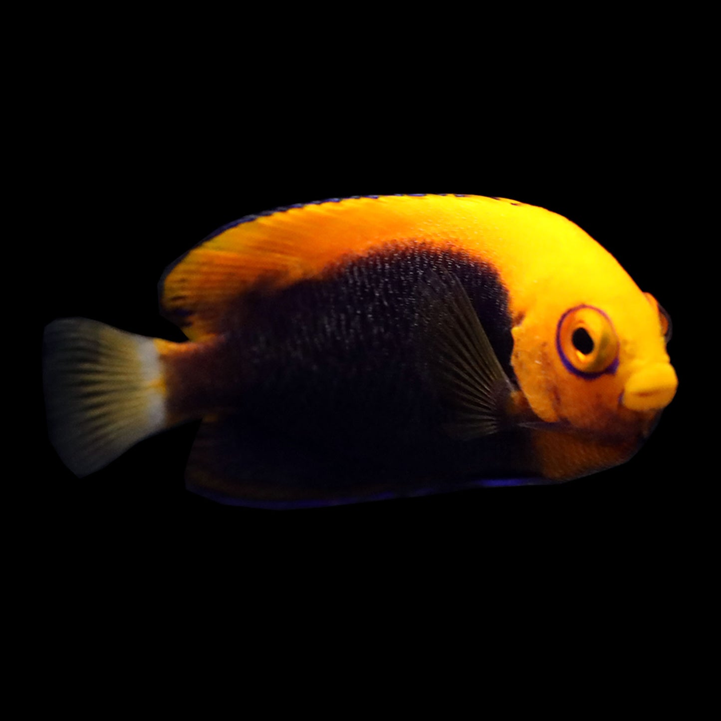 Flameback Angelfish (Centropyge acanthops)