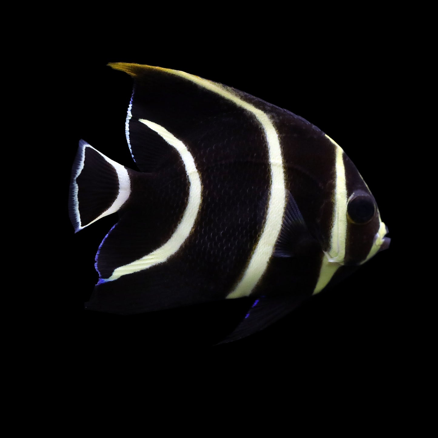 French Angelfish (Pomacanthus paru)