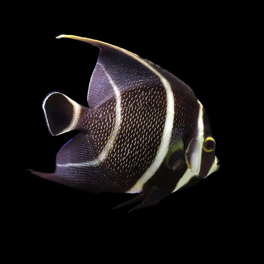 French Angelfish (Pomacanthus paru)