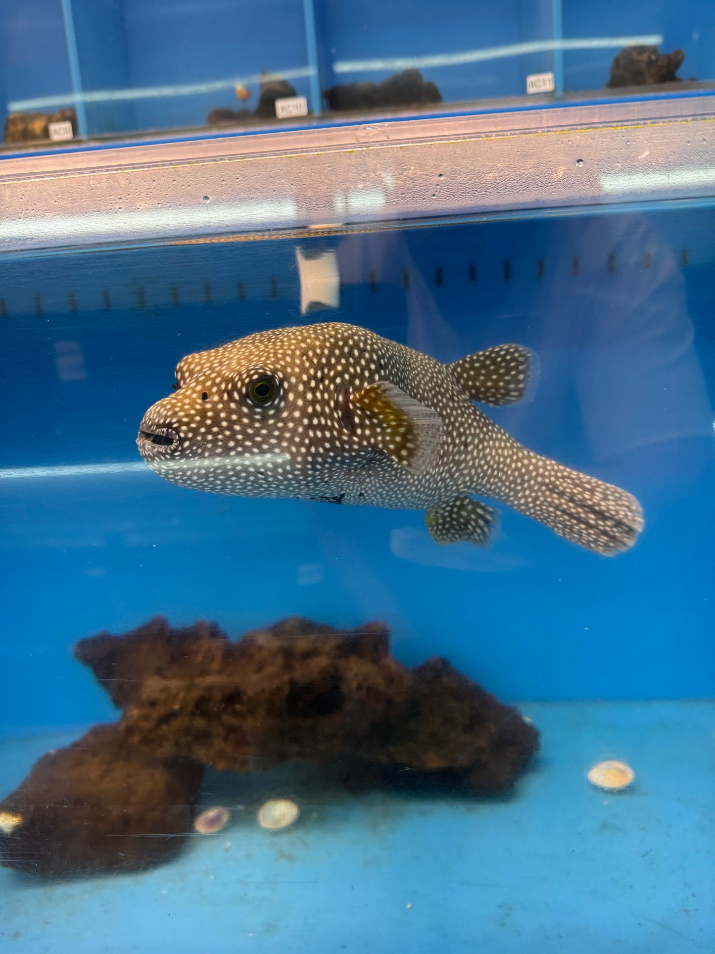 SHOW GUINEA FOWL PUFFER A6 (APPX. 9 INCHES)