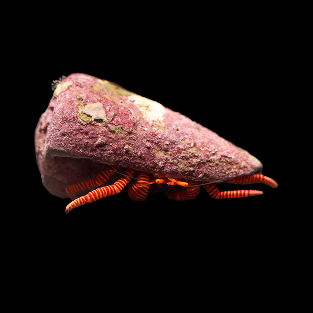 Halloween Hermit Crab (Ciliopagurus strigatus)
