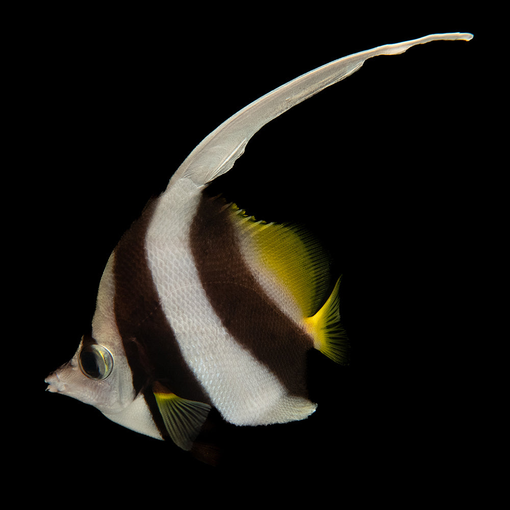Heniochus Butterfly (Heniochus acuminatus)