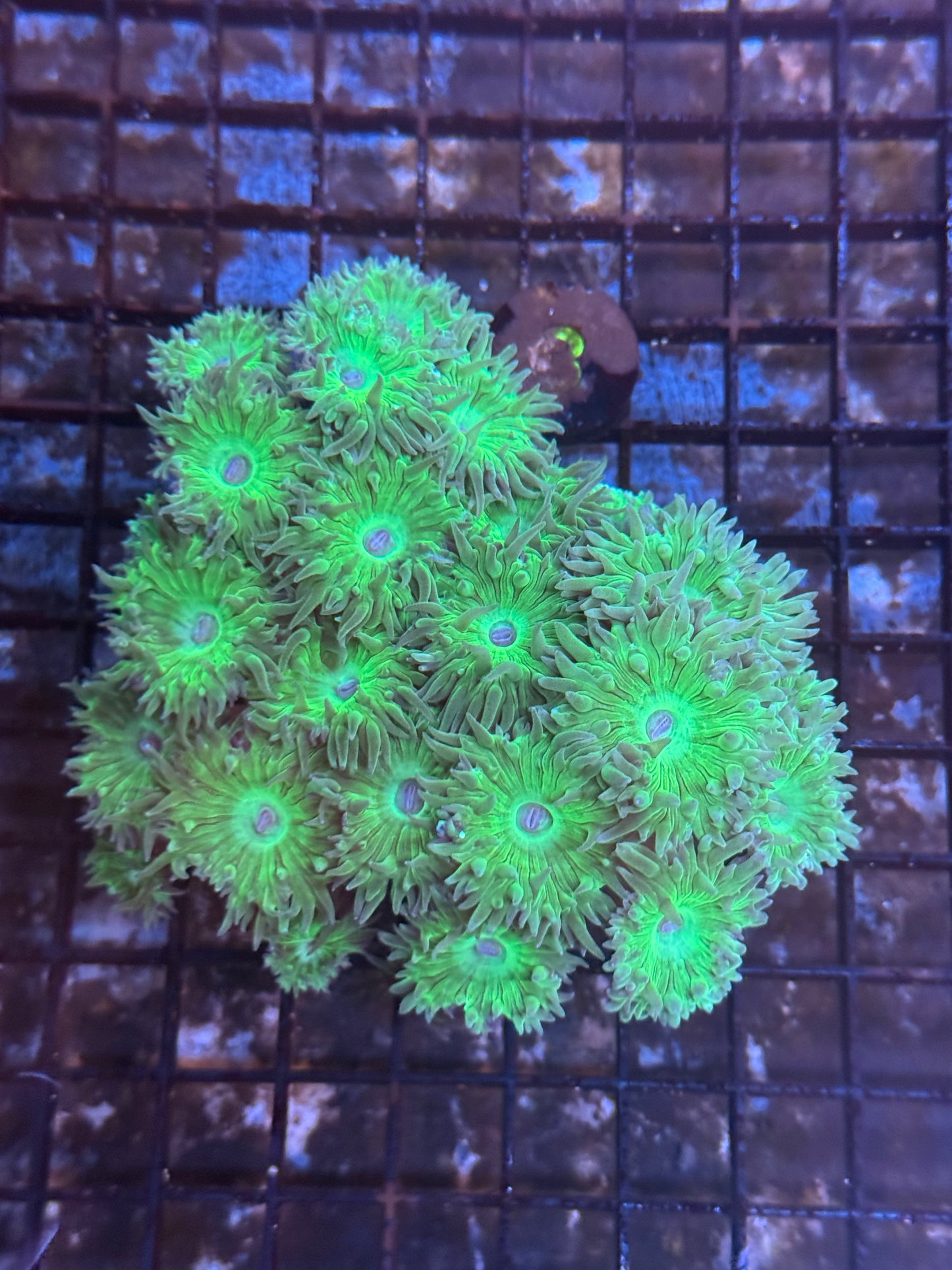 Duncan colony