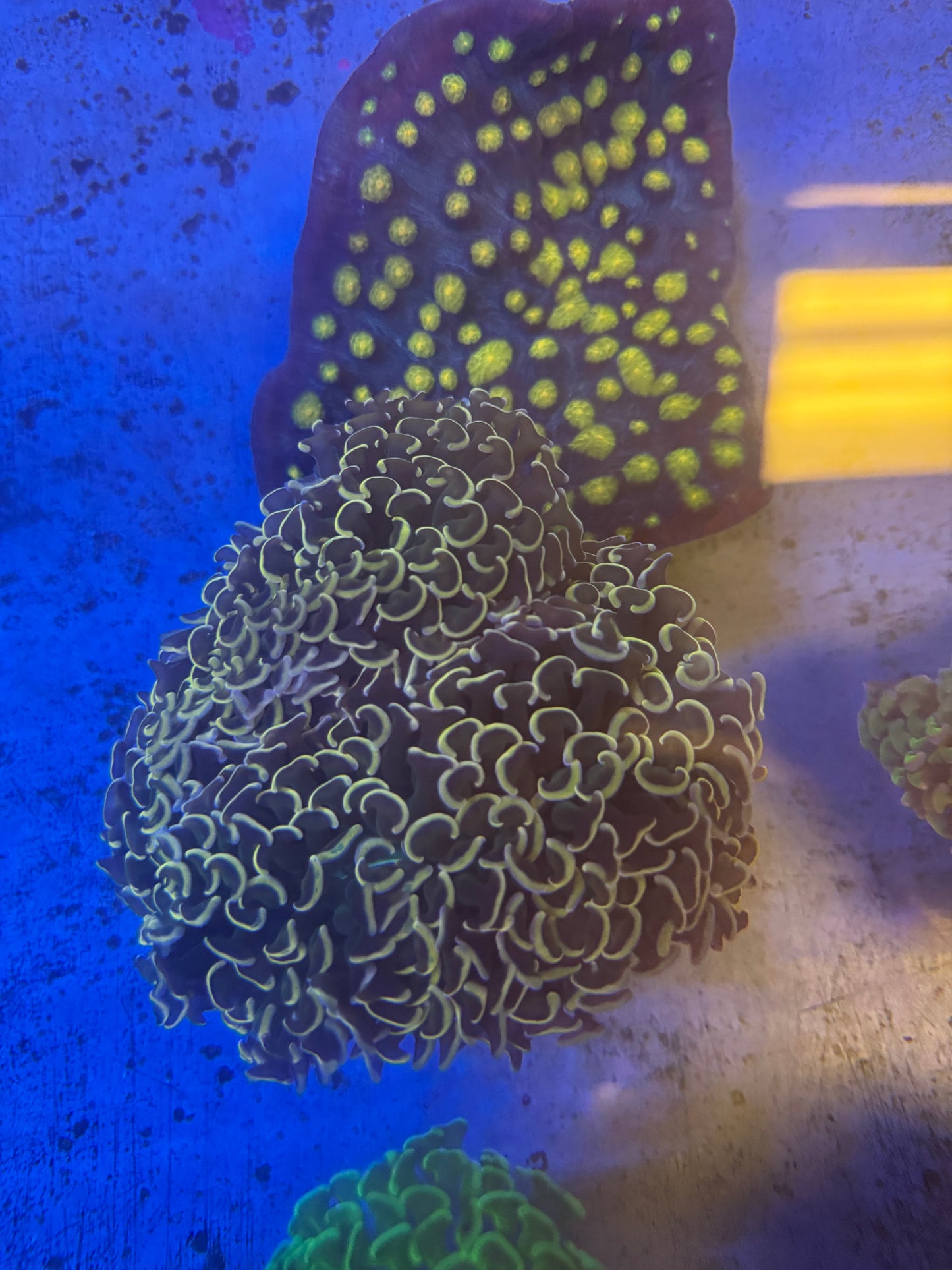 Orange Wall hammer