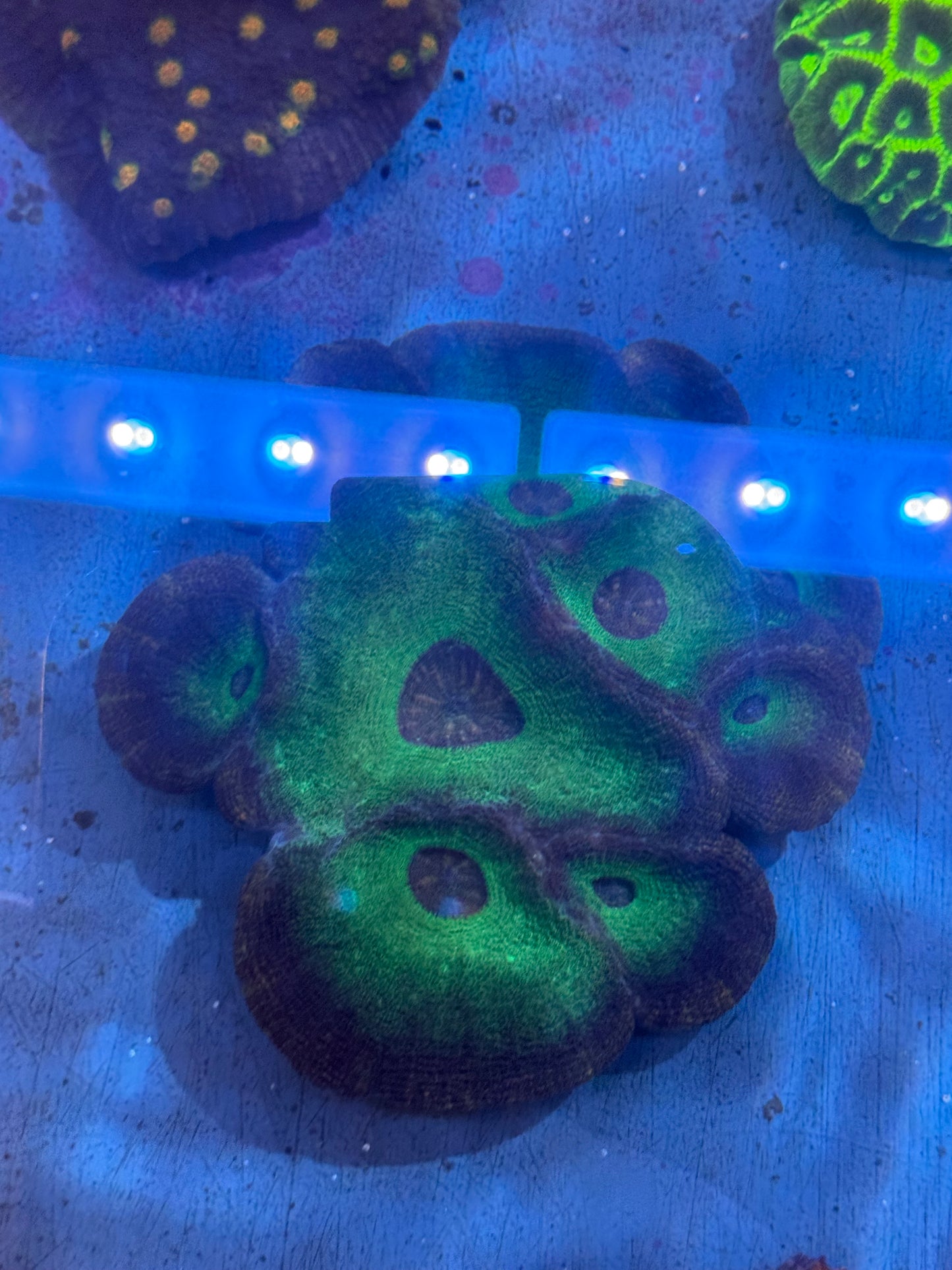Moselaya coral