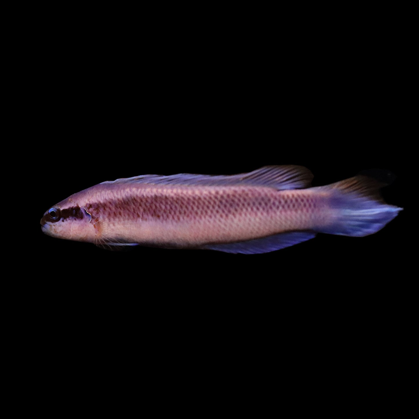 Indigo Dottyback (Pseudochromis fridmani × Pseudochromis sankeyi)