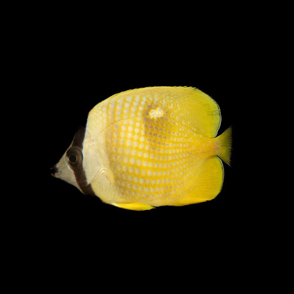 Klein's Butterfly (Chaetodon kleinii)
