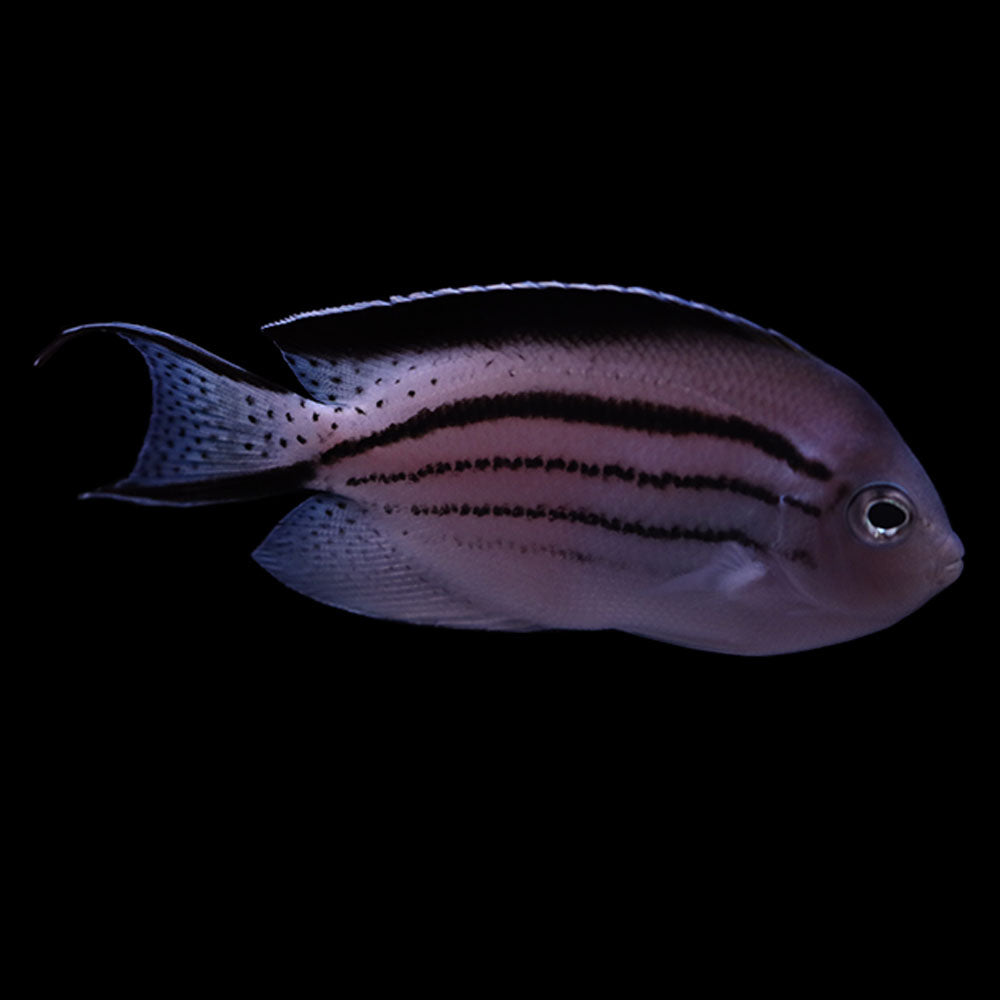 Lamarck's Angelfish (Genicanthus lamarck)